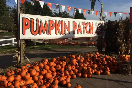 burke garden center pumpkin patch