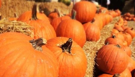 Pumpkins in the Park