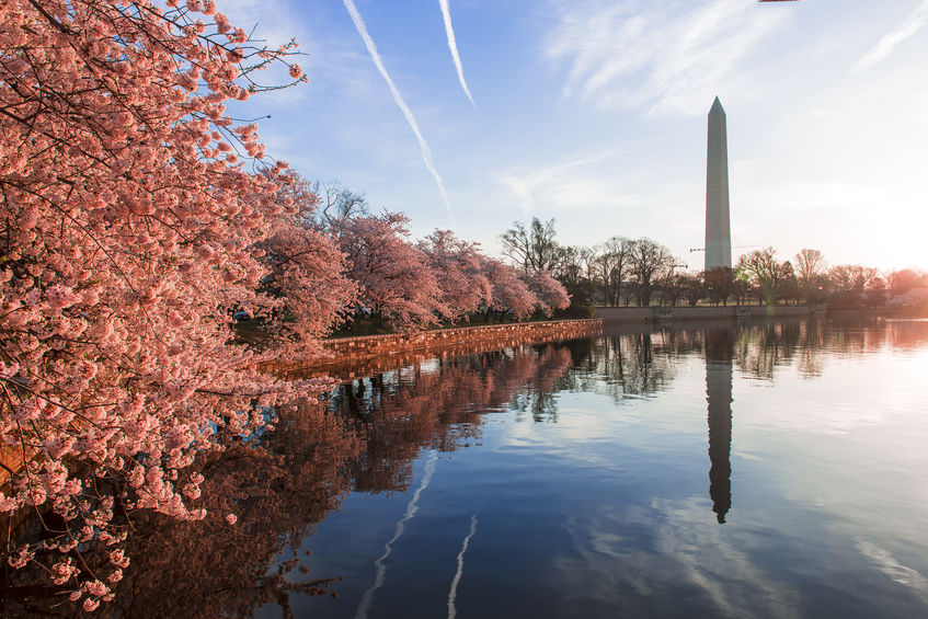 Cherry Blossoms in Virginia