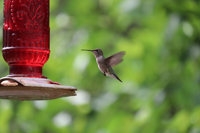 Hummingbirds